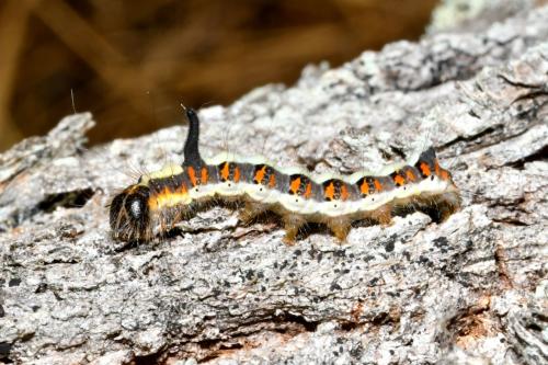 Réf. 215 779 : Acronicta psi